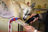 WHIPPET - GARROT PRISE DE SANG 154